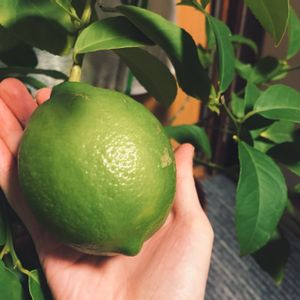 レモン,レモンの木,家庭菜園初心者,レモン　リスボン,北国レモンの画像