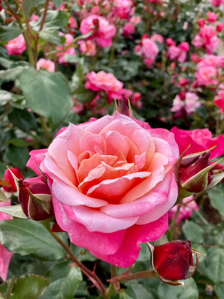 完成品 ❤️世界最小のピンク色の可愛い薔薇ちゃん❤️薔薇苗❤️バラ
