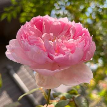 サイラス・マーナー,バラはいいなぁ,おうち園芸,イングリッシュ・ローズ,バラが好きの画像