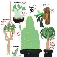 トックリランの育て方 植え付けや植え替えの時期は Greensnap グリーンスナップ