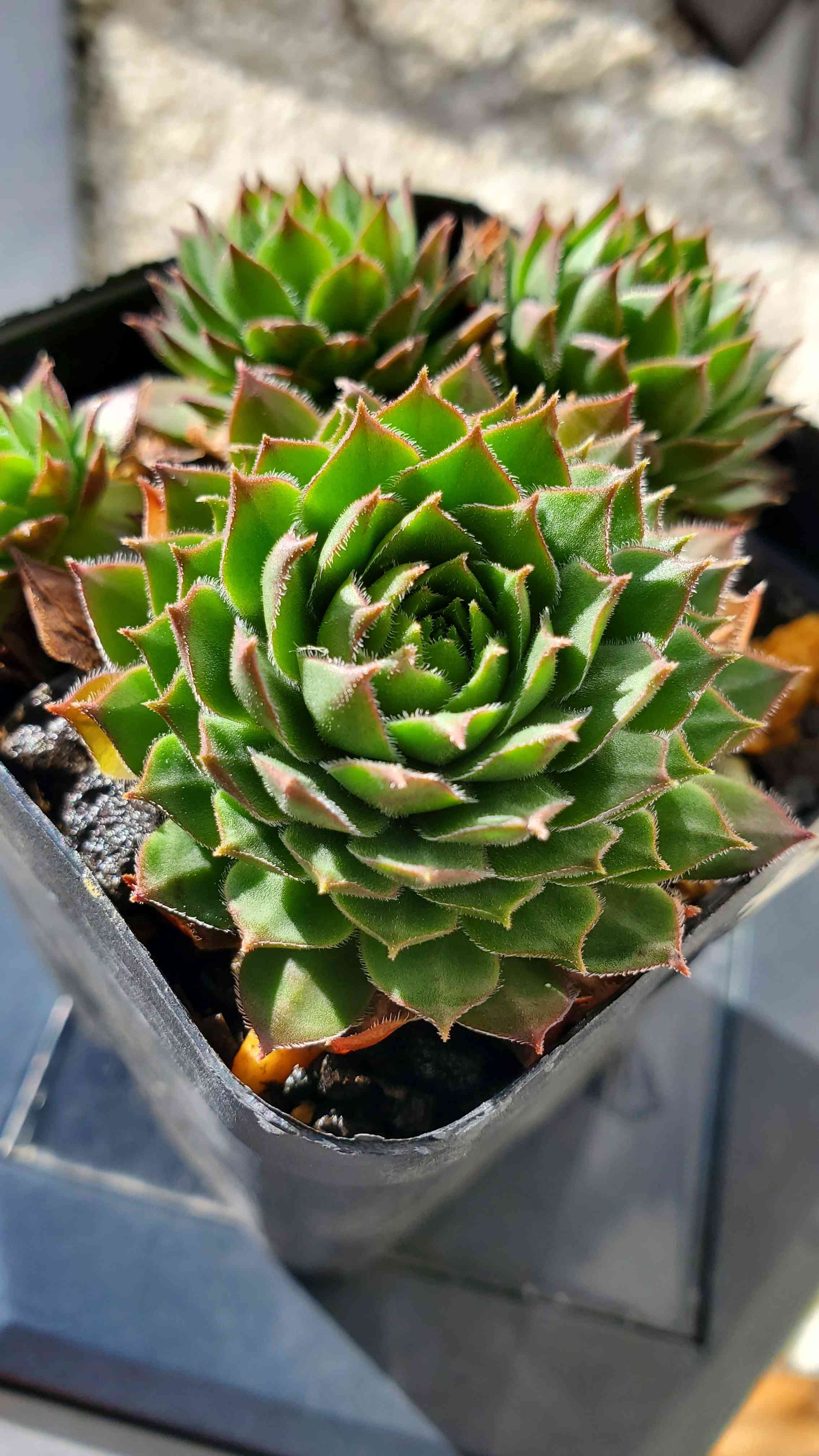 センペルビウム　タルク　① 楽天市場】センペルビウム タルク 3号サイズ 苗 高山性多肉植物