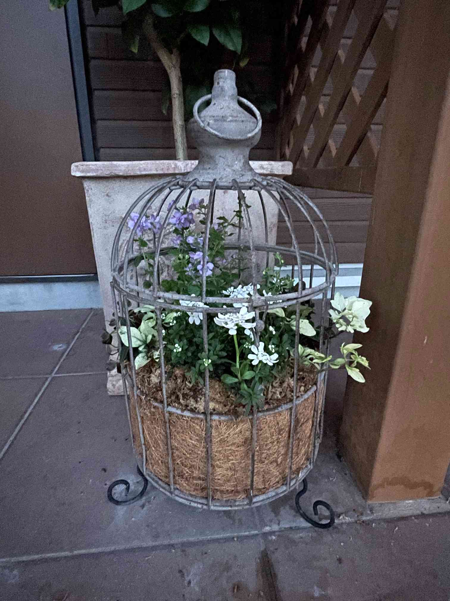 憧れの鳥かごアレンジ｜🍀GreenSnap（グリーンスナップ）