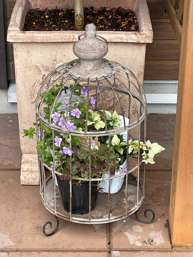 憧れの鳥かごアレンジ｜🍀GreenSnap（グリーンスナップ）