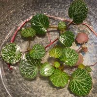 ユキノシタ,葉脈,飾る,ユキノシタ科,ハッパバッカリの画像