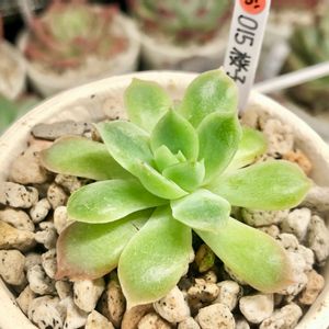 成長記録 桜子,ミックスベリア015 桜子,初心者タニラー,エケベリア男子,エケベリア大好きの画像