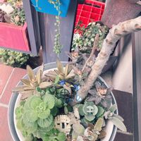 アロマティカス,ブロウメアナ,セダム寄せ,月兎耳,福兎耳の画像