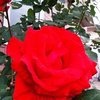 真っ赤な花,ばら バラ 薔薇,薔薇好き,バラのある暮らし,バラ レッドインテューションの画像