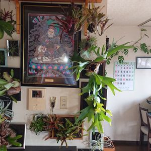エアプランツ,観葉植物,ブロメリア,ビカクシダ属,ギフトの画像