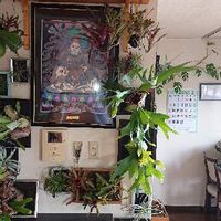 着生植物,観葉植物,フェゴ着生,胡蝶蘭。,フェゴの画像