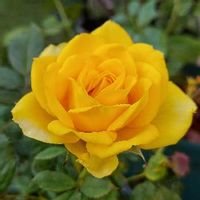 咲いてくれてありがとう❤,おうち園芸,鉢植えのバラ,薔薇♪,バラ・ミニバラの画像