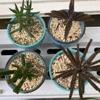 不死鳥,ゴーラム,テトラゴナ,錦蝶,多肉植物の画像