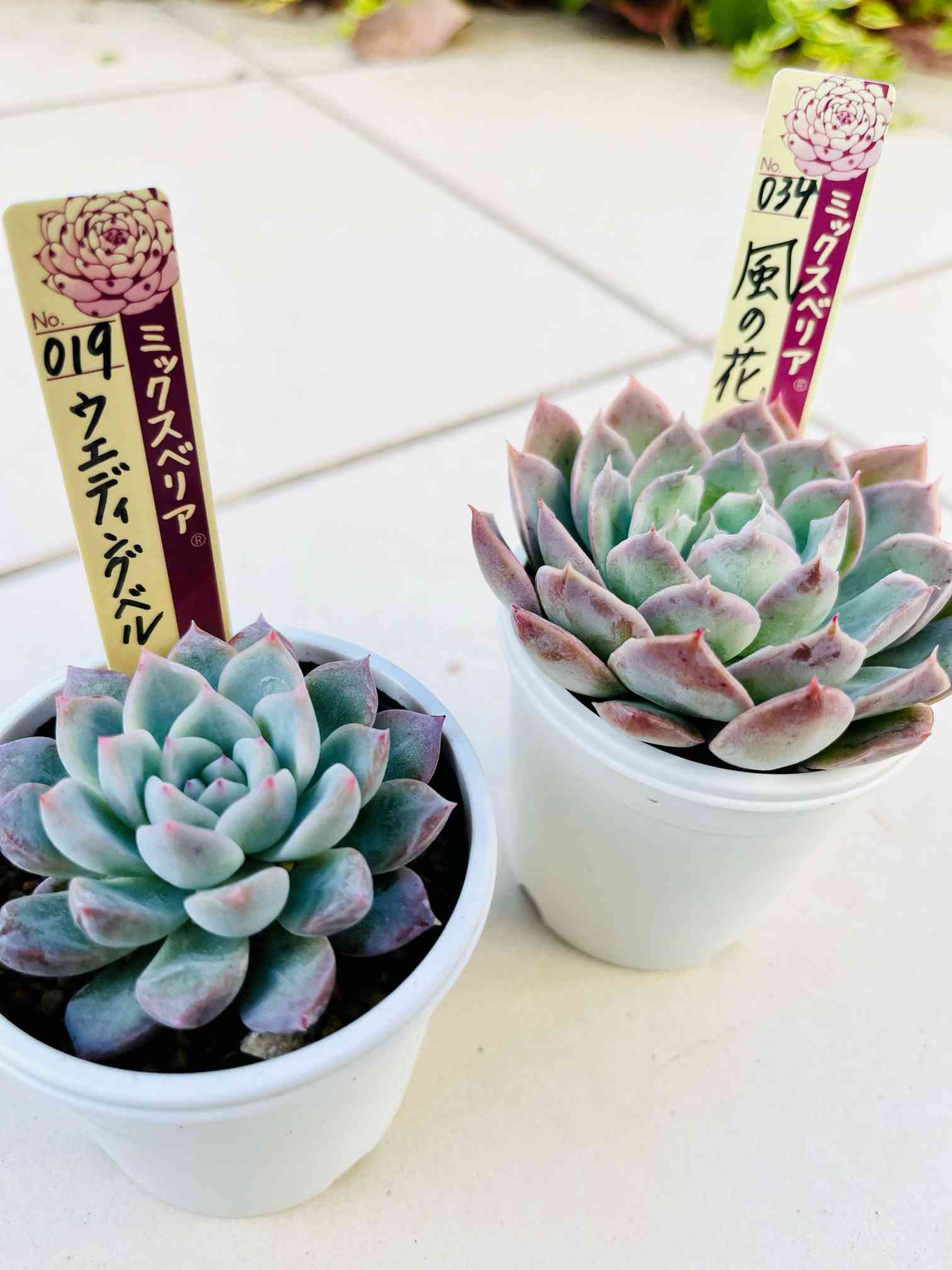 ミックスベリア ウェディングベルの一覧｜🍀GreenSnap（グリーンスナップ）