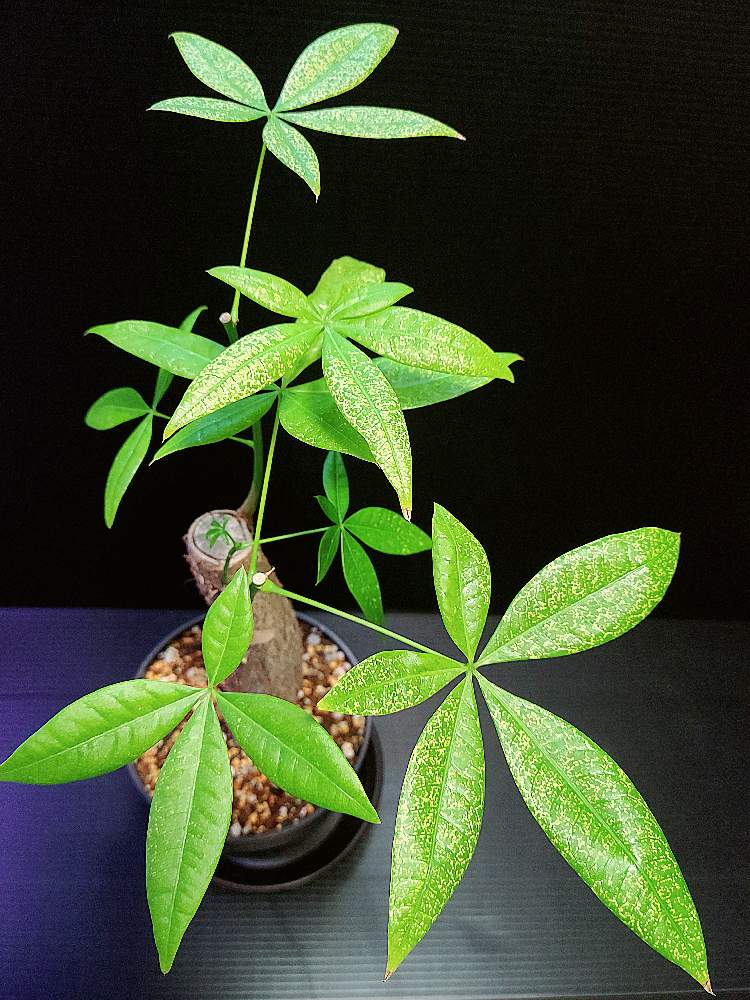 パキラの投稿画像 By 武藏さん 観葉植物と植物のある暮らしと植物男子とおうち園芸と緑のある暮らしと斑いりと斑入り植物と パキラと熱帯植物と斑入り と観葉植物と植物のある暮らしと植物男子とおうち園芸と緑のある暮らしと斑いりと斑入り植物と パキラと熱帯植物と