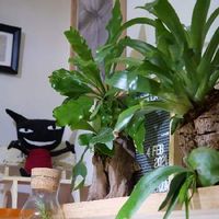 オオタニワタリ アスプレニウム の育て方 観葉植物として長く楽しむコツは Greensnap グリーンスナップ