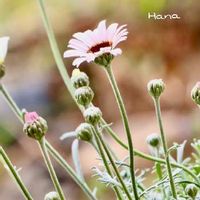 ローダンセマムの育て方 切り戻しのコツは 花言葉や種類は Greensnap グリーンスナップ ローダンセマムの育て方 切り戻しのコツは 花言葉や種類は Greensnap グリーンスナップ