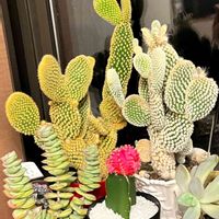 月美人,星の王子,サボテン・バニーカクタス,多肉植物とサボテン,私のお気に入りの画像
