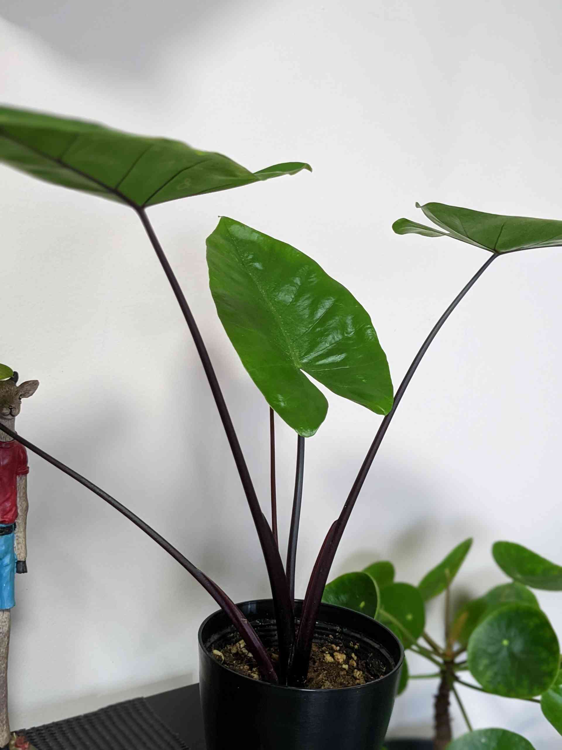 アロカシア ブラックステムの一覧|🍀GreenSnap(グリーンスナップ) アロカシア ブラックステムの一覧|🍀GreenSnap(グリーンスナップ)