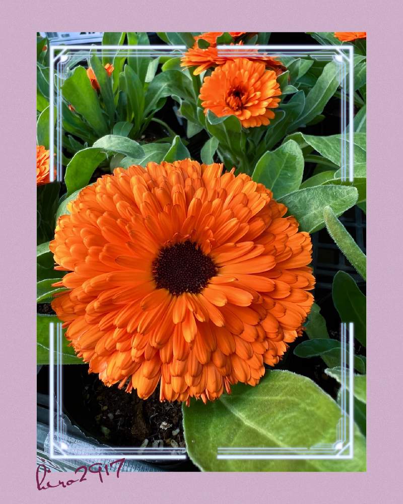 キンセンカの投稿画像 By Hiro2917さん お出かけ先とキンセンカ と花いろいろと癒やされてと花のある暮らしと元気いっぱい とキンセンカ と花いろいろと癒やされてと花のある暮らしと元気いっぱい 22月11月30日 Greensnap グリーンスナップ Greensnap