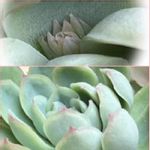 花月夜 の一覧 Greensnap グリーンスナップ