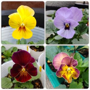 ビオラ,こぼれ種ビオラ,種からビオラ,種からビオラ,種からビオラの画像