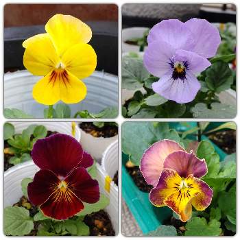 ビオラ,こぼれ種ビオラ,種からビオラ,種からビオラ,種からビオラの画像