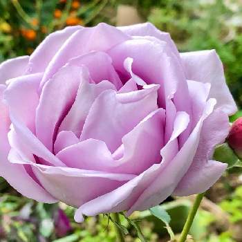 イーハトーブの香,バラの鉢植えの画像