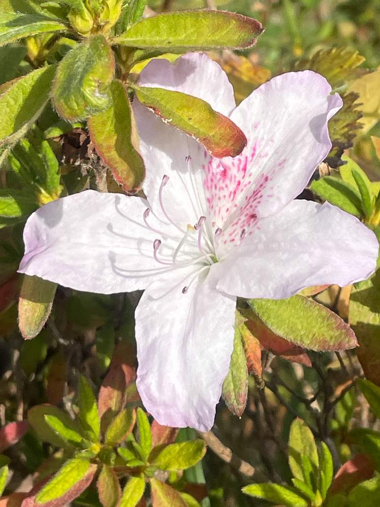 ツツジの投稿画像 By にじまきさん お出かけ先と山野草と花壇と花木と庭木とガーデニングとツツジ科と山野草と花壇と花木と庭木とガーデニングとツツジ科 22月11月30日 Greensnap グリーンスナップ Greensnap グリーンスナップ