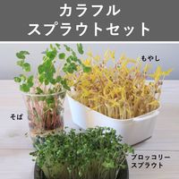 秋蒔き,ブロッコリースプラウト✨,プランター野菜,春まき種,家庭菜園の画像