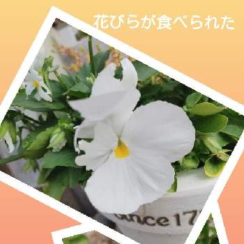 花のある暮らし,花のある生活,キュンキュン乙女倶楽部,HTC,アースガーデン　アンバサダーの画像