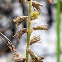 カクトラノオ,ハナトラノオ,カクトラノオ✽,我が庭の野草たち,水辺の水曜日の画像