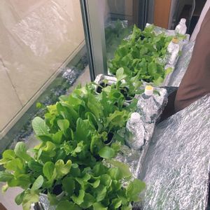 水耕栽培,野菜 水耕栽培,レタス栽培,窓辺の画像