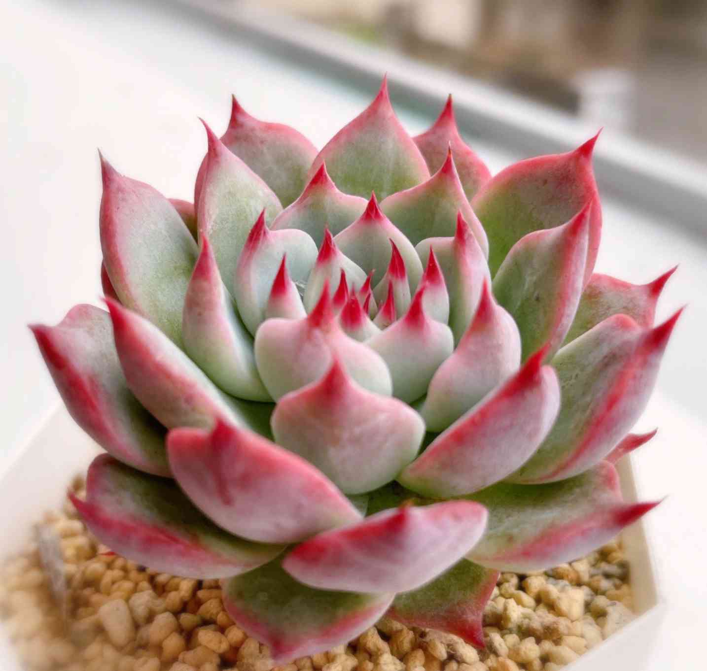 シモヤマコロラータの一覧｜🍀GreenSnap（グリーンスナップ）