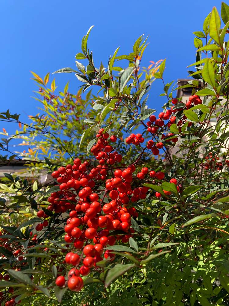 南天 ナンテン の投稿画像 By テルコちやんさん 小さな庭と赤い実と縁起がいい木と小さな幸せ と赤い実と縁起がいい木と小さな幸せ 22月12月1日 Greensnap グリーンスナップ Greensnap グリーンスナップ