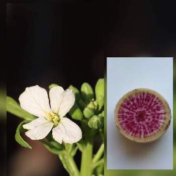 プランター菜園,紅心大根の花,今日のお花,大根♪,プランター栽培の画像