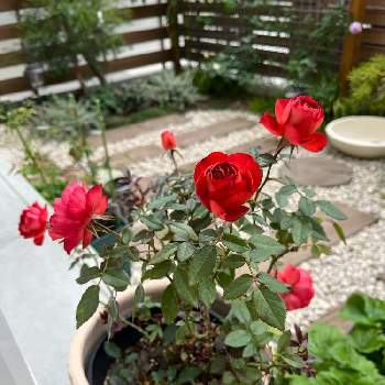 イーハトーブの香,バラの鉢植えの画像