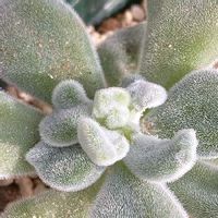 コナカイガラムシの駆除 対策 発生原因は 卵や幼虫の特徴は Greensnap グリーンスナップ