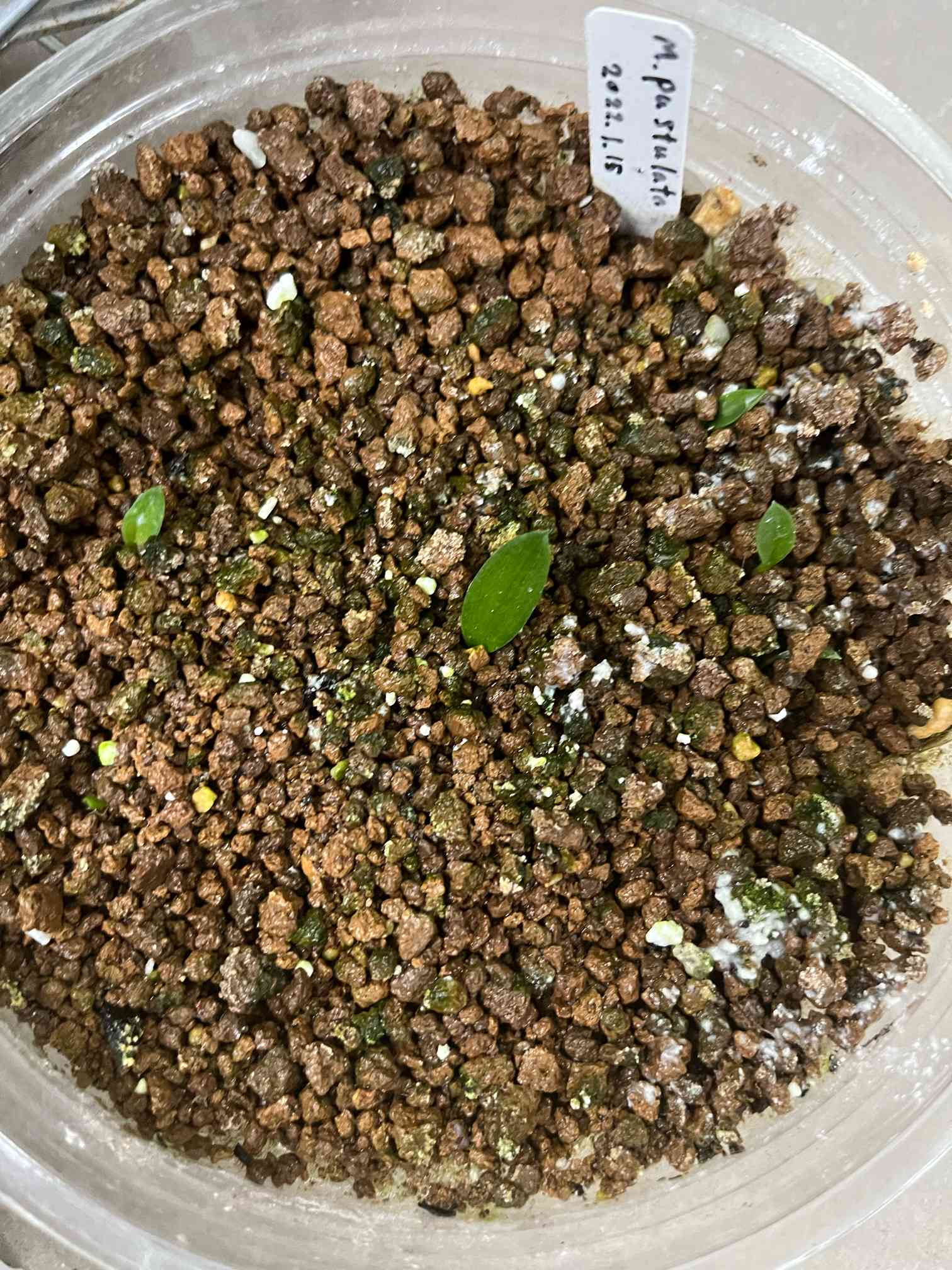 マッソニア 実生記録｜🍀GreenSnap（グリーンスナップ）