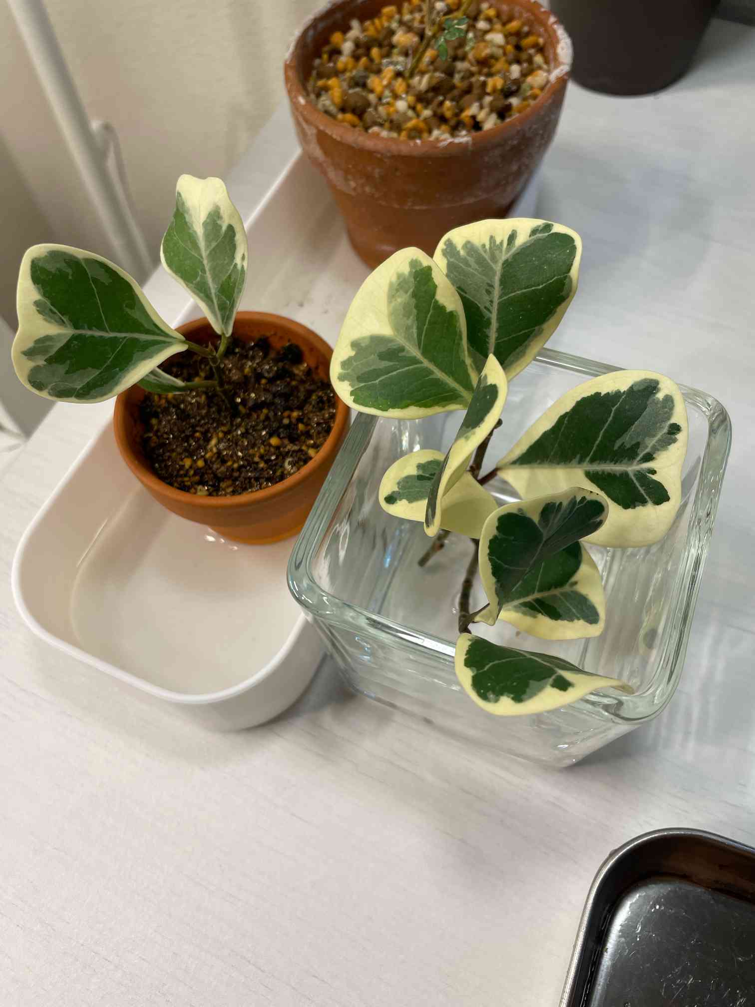 お気に入り （観葉植物）ラブラブハート 斑入り ３〜３．５号（１鉢