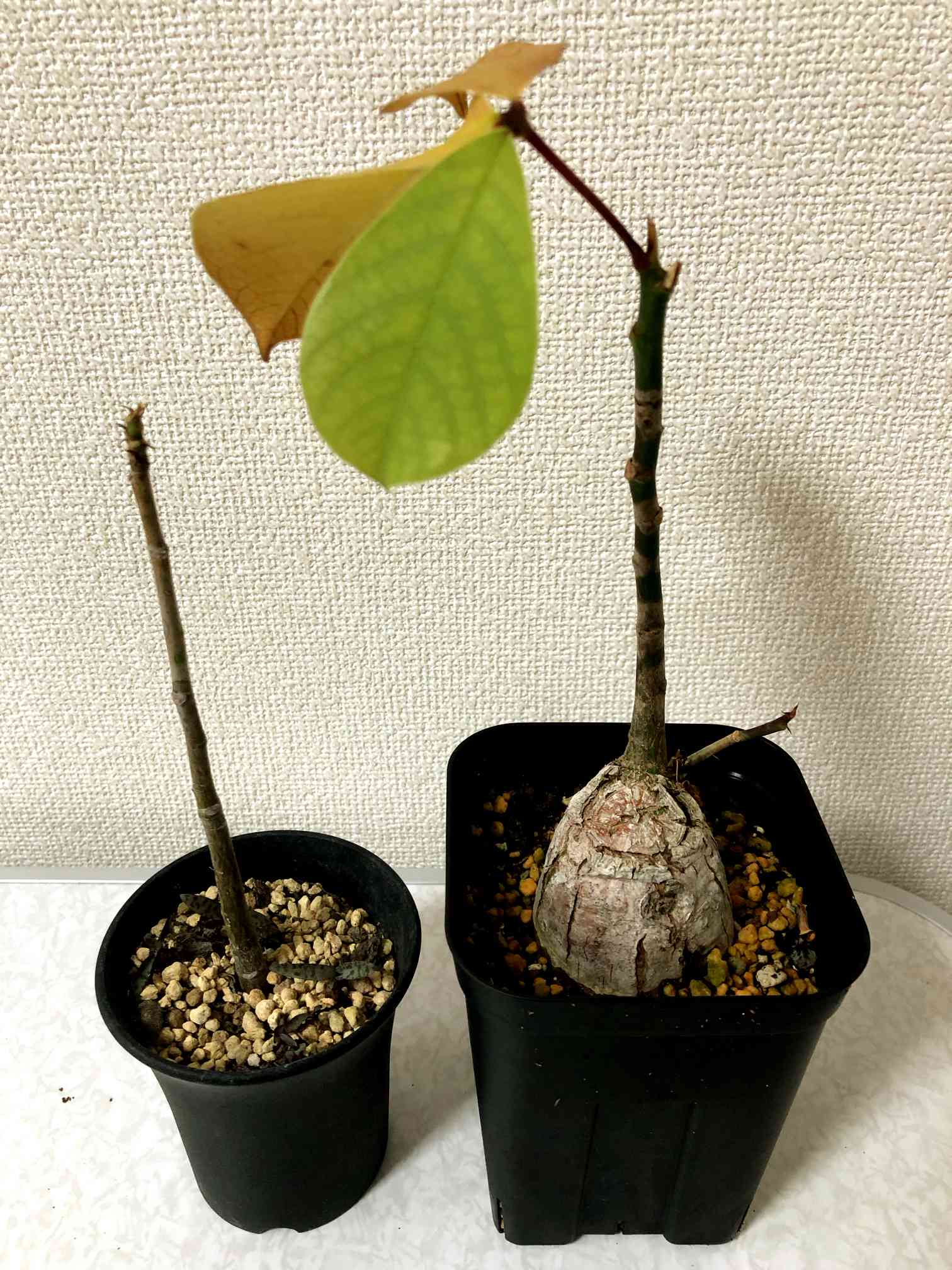 プセウドボンバックス エリプティクム 挿し木 Pseudobombax