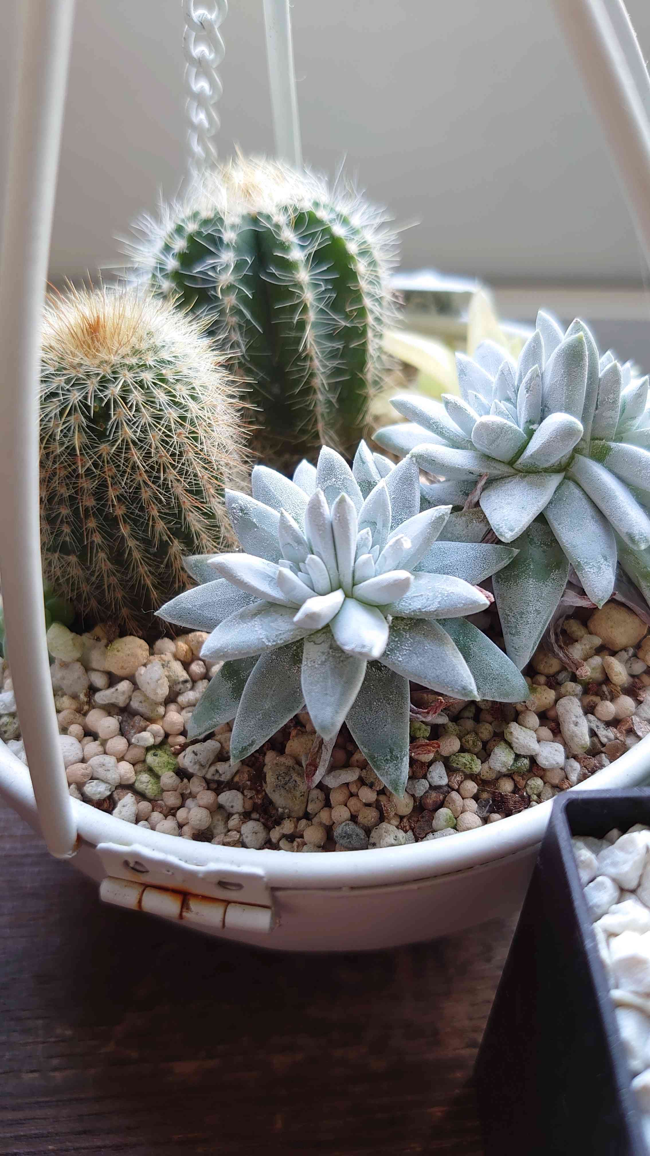 ホワイトグリニーの育て方｜🍀GreenSnap（グリーンスナップ）