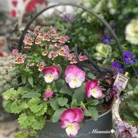 多肉寄せ植え,ガーデニング,花のある暮らし,ビオラ・パンジー,ネメシア☆の画像