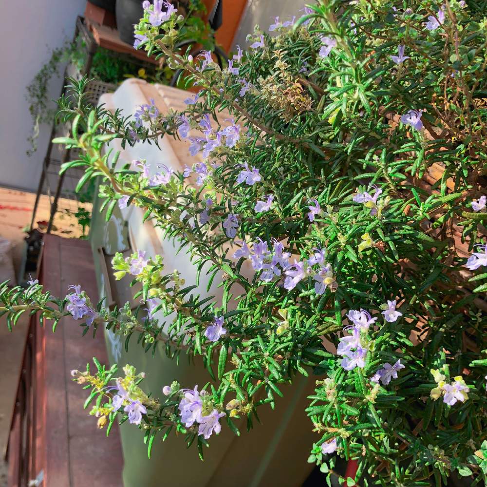 ローズマリーサンタバーバラの投稿画像 by 苔を愛でるめかぶさん｜バルコニー/ベランダとハーブとハーブの花とハンギングとハーブとハーブの花と