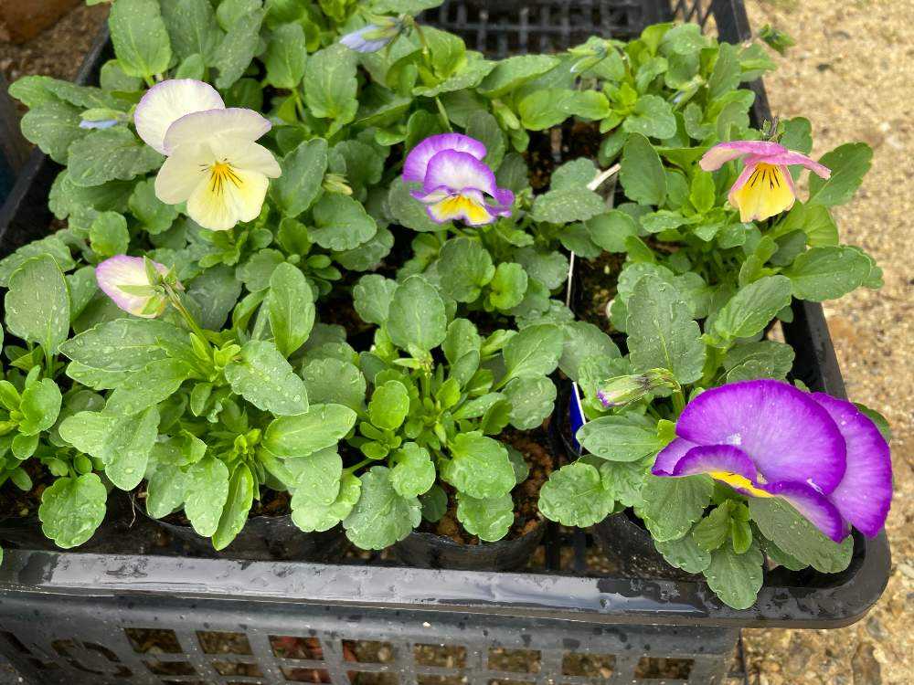 パンジーさま　２枚お纏めページ(a,d) パンジー・ビオラの種まき2022🌸｜🍀GreenSnap（グリーンスナップ）