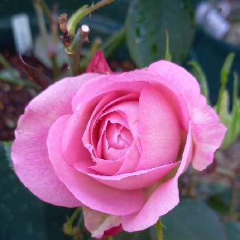 ばら バラ 薔薇,お花が好き,小川宏作出,パティオローズ,おうち園芸の画像
