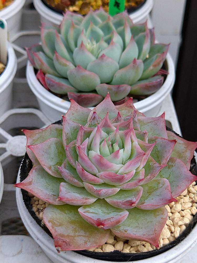 札付き　シムランスラグナサンチェス × チワワエンシスイェコラ (爪) 札付き シムランスラグナサンチェス × チワワエンシスイェコラ (爪)