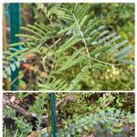 アカシア デアネイの一覧 Greensnap グリーンスナップ