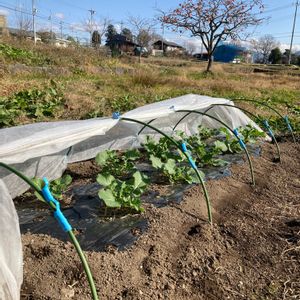 のらぼう菜,冬の庭,冬野菜,里山,田舎の風景の画像