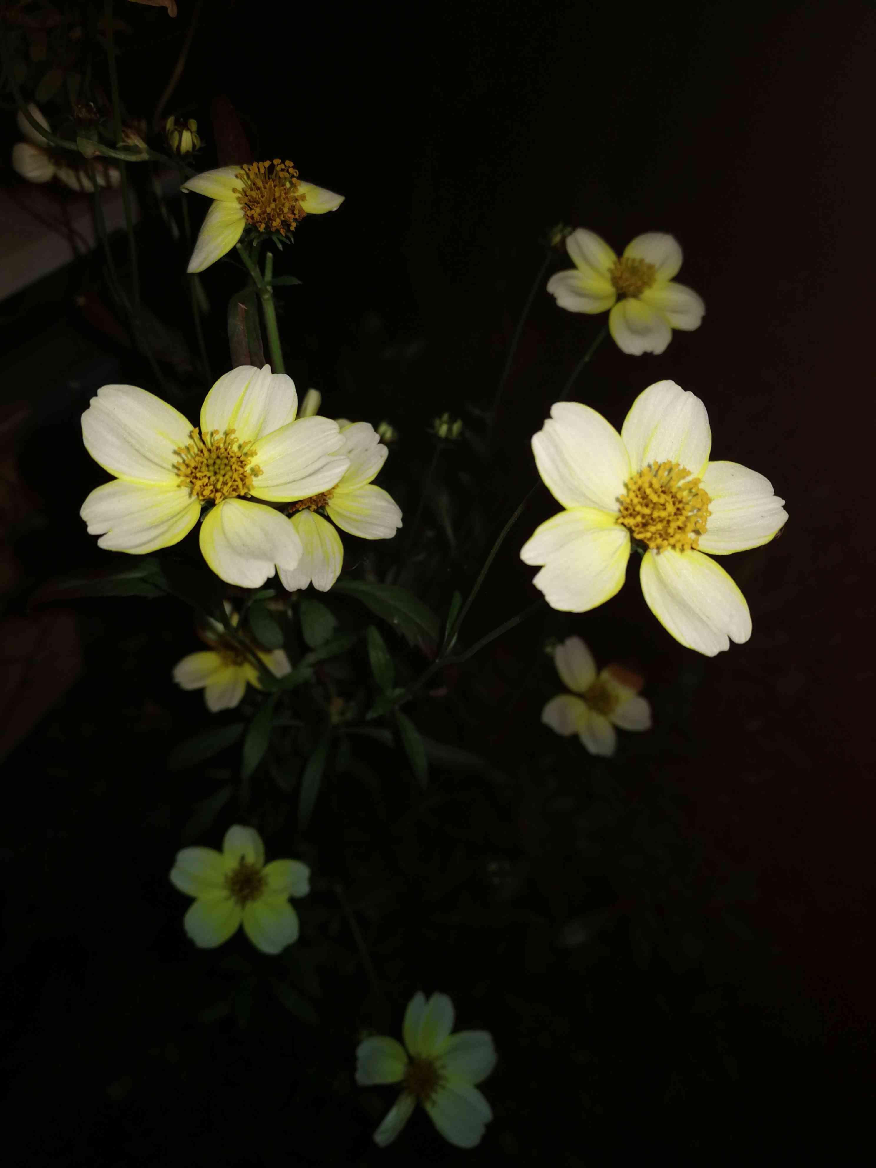 2022年12月の庭仕事｜🍀GreenSnap（グリーンスナップ）