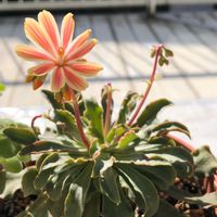 レウィシア,花芽,たくましい,コチレドン ,おうち園芸の画像