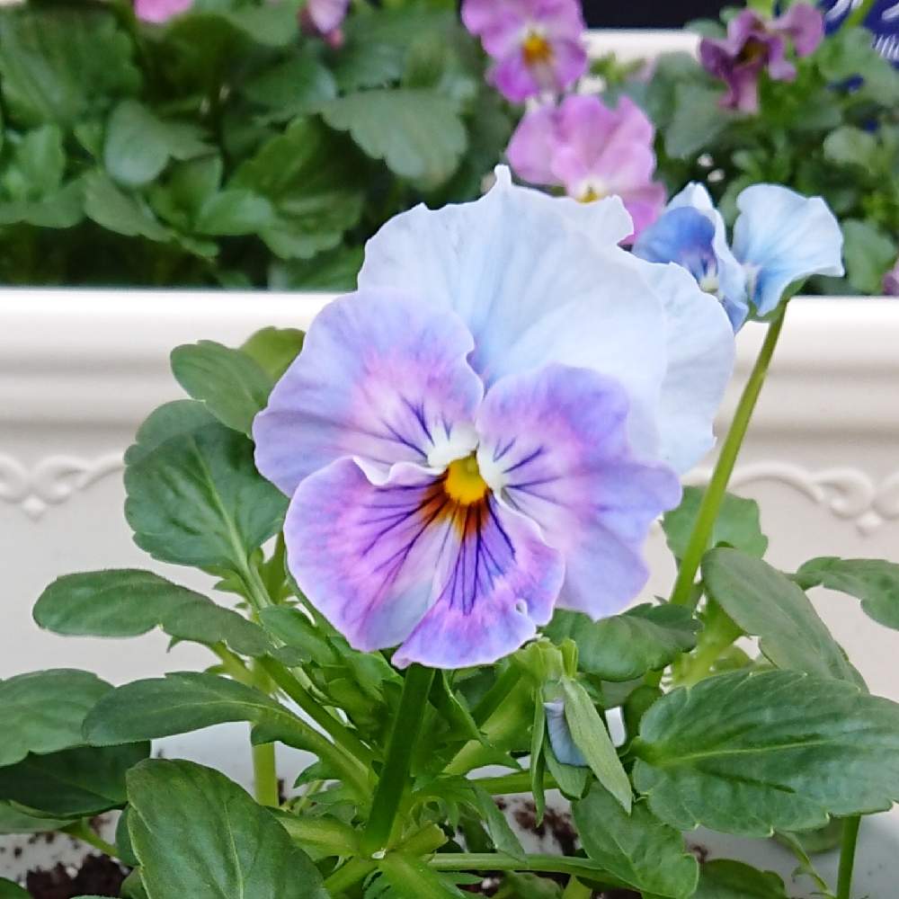 パンジー シエルブリエの投稿画像 By Multipleさん プランターと花日和とガーデニング初心者と鉢植えと園芸初心者とプランターと花日和とガーデニング初心者と鉢植えと園芸初心者 22月12月3日 Greensnap グリーンスナップ Greensnap グリーンスナップ